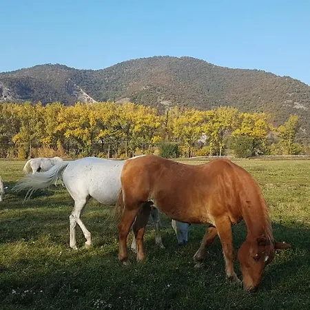Orman Evi Albatross